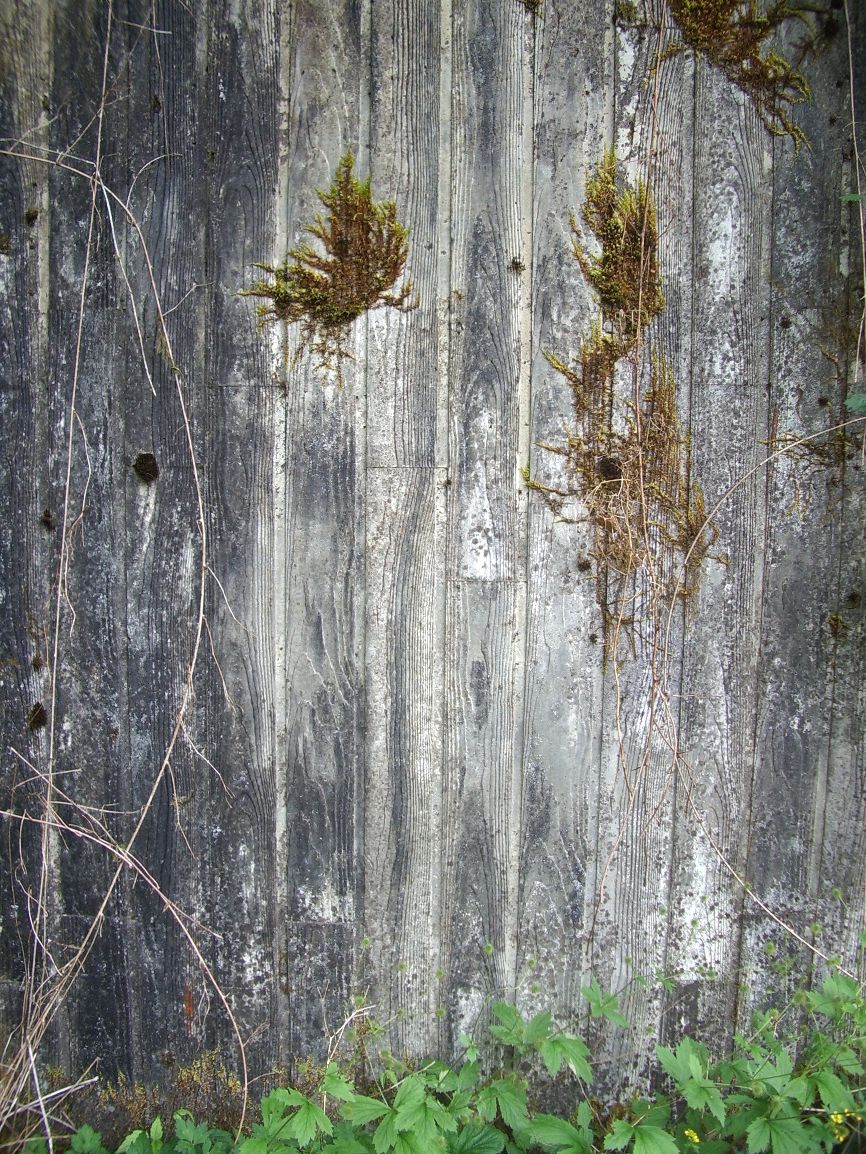 moss on petrified planking
