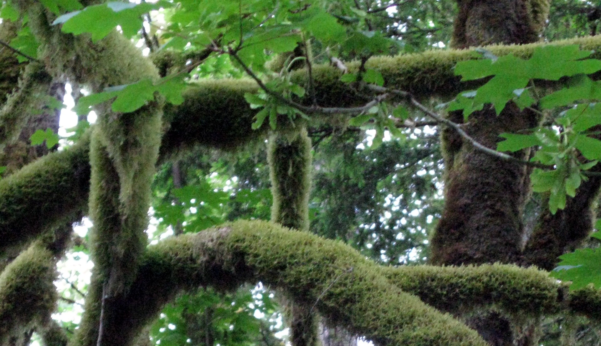 mossy trees