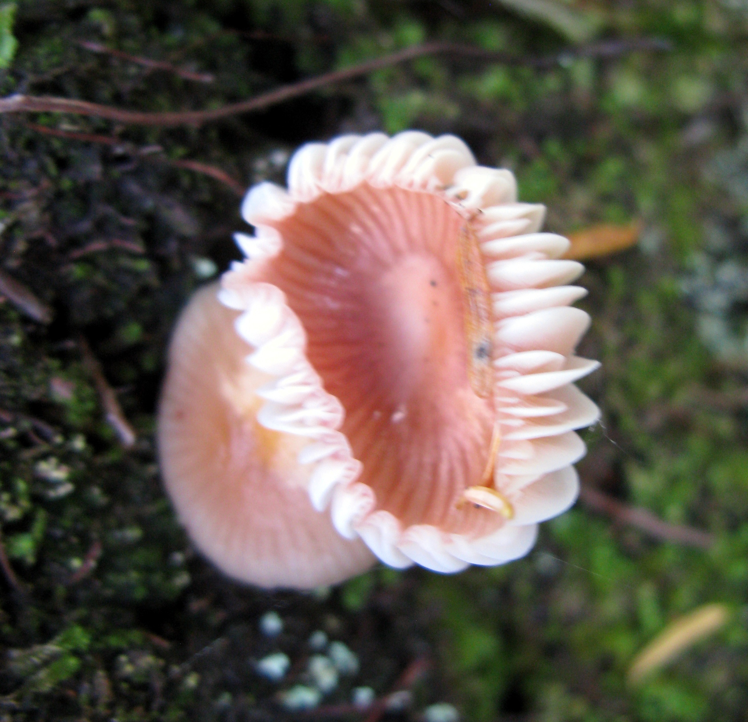 mountain sea anemone