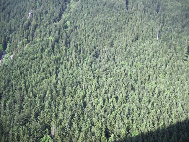 mt si trees