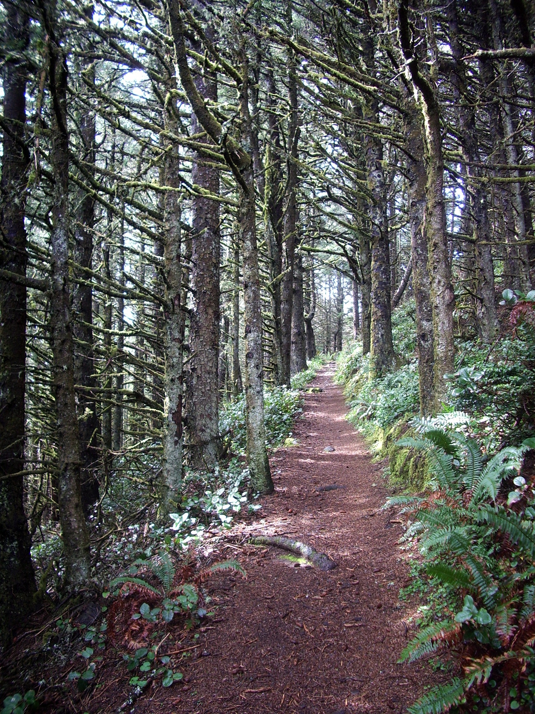my favorite Oregon coast trail