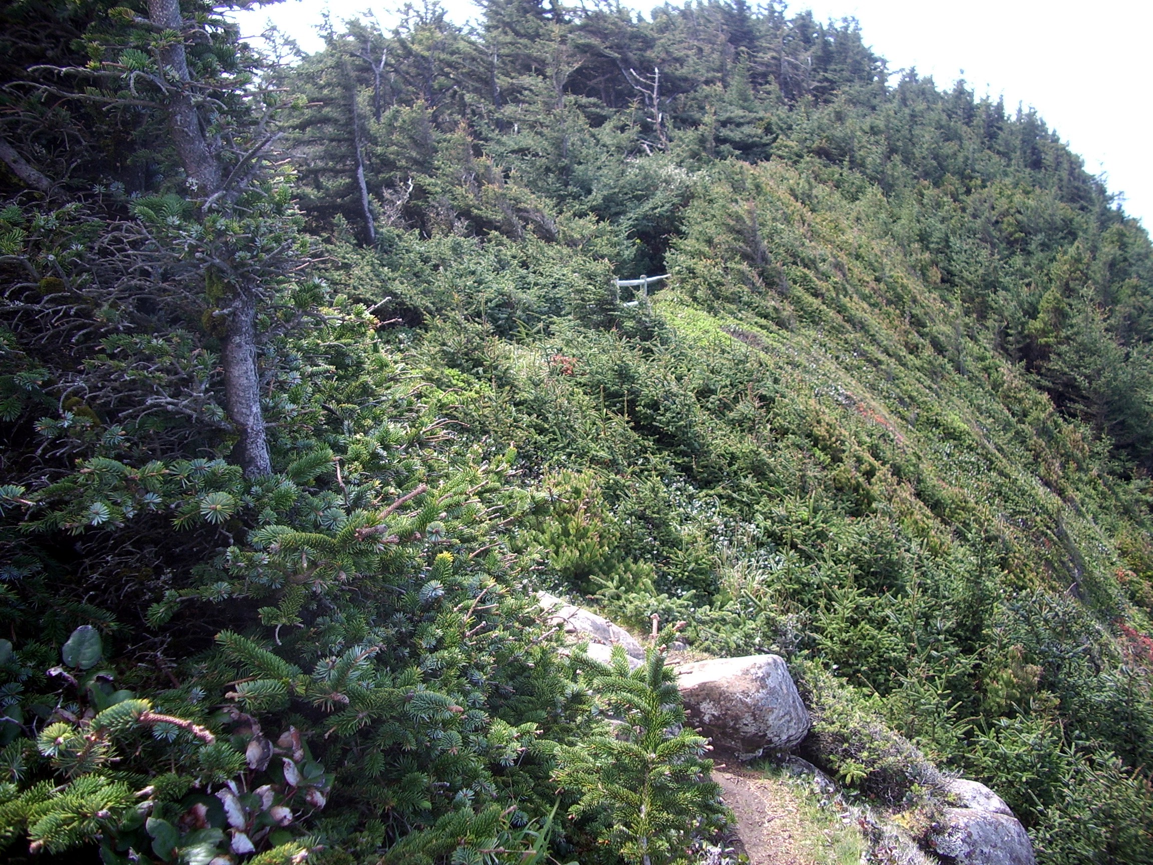 my favorite Oregon coast trail