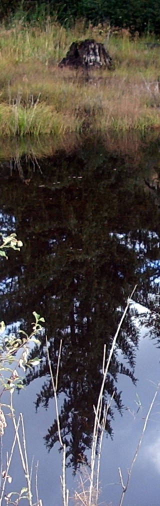 pond reflection