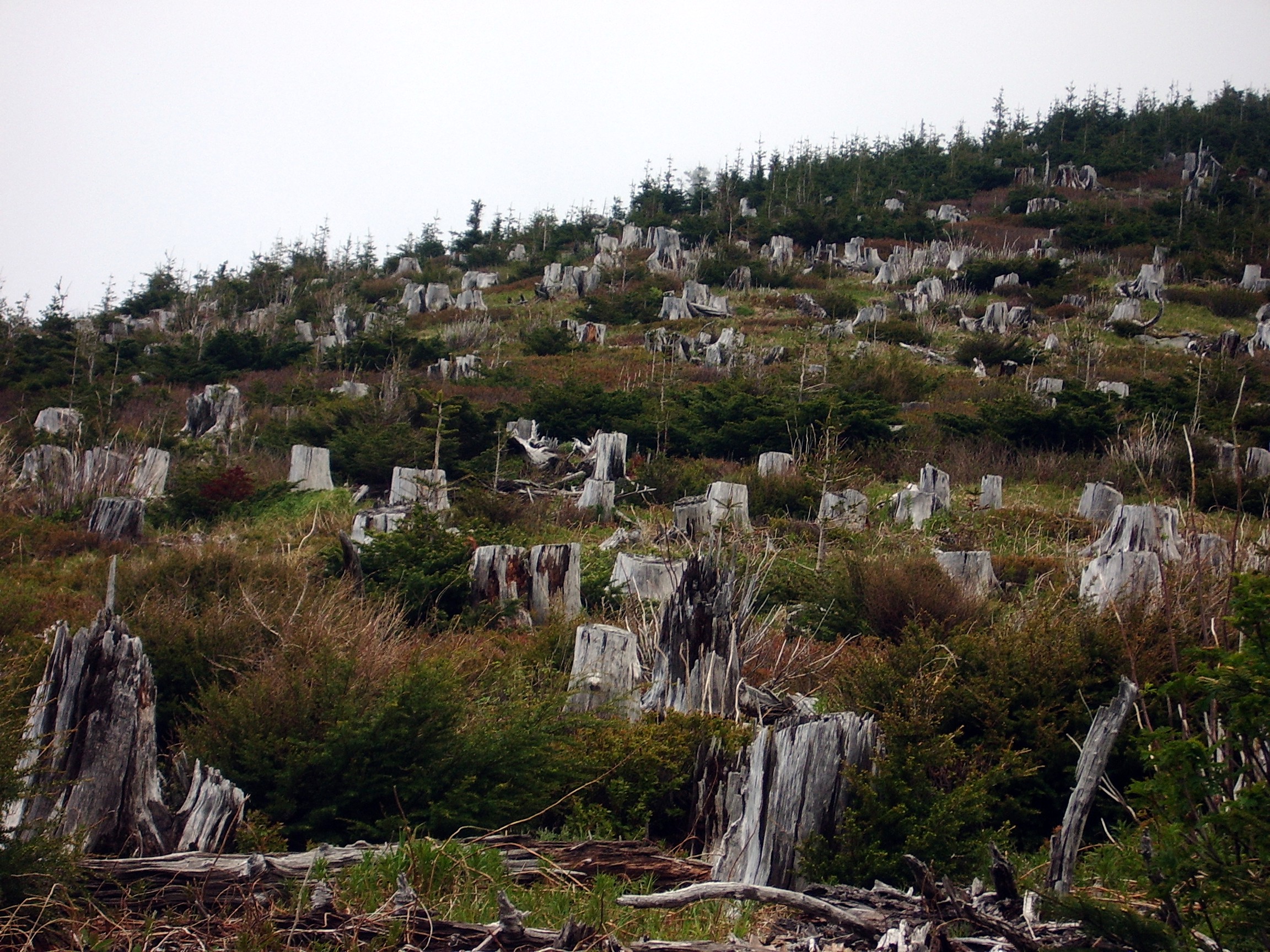 stumps