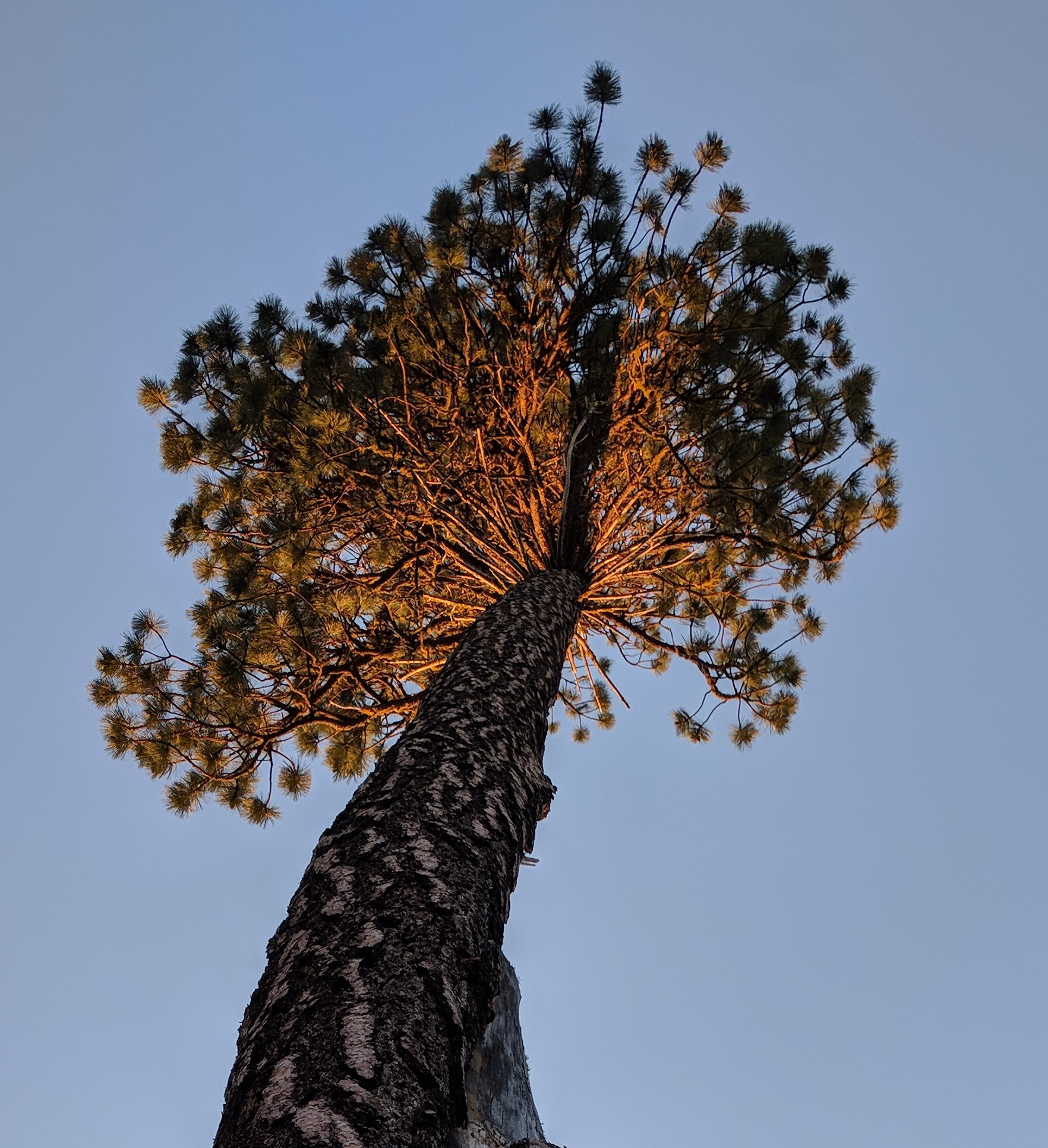 sunset pine