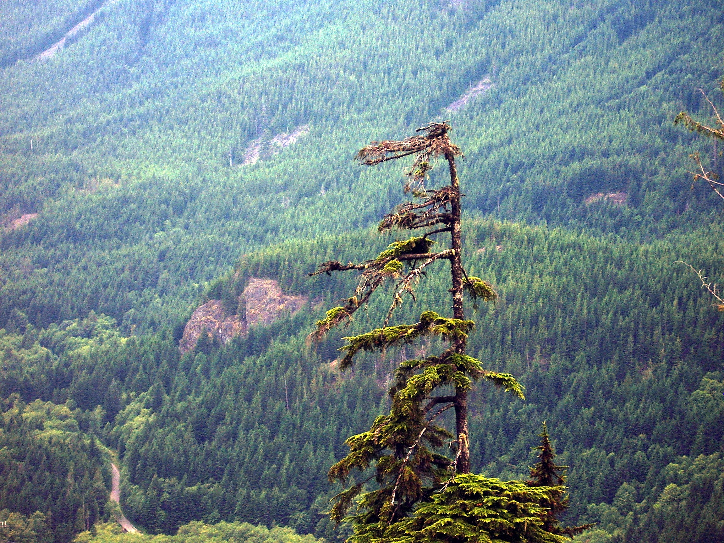 tree against forest