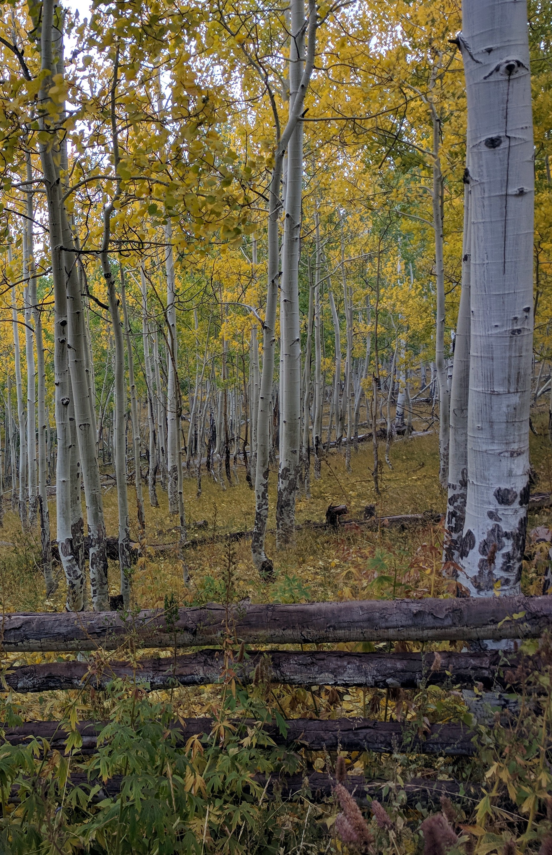 trees in sheep country north of Zion Park