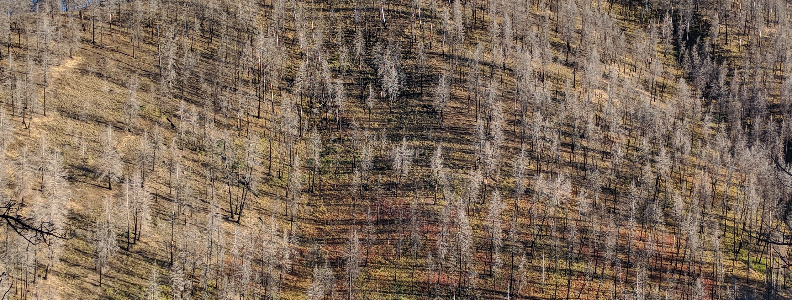 trees on hill along John Day Burns highway