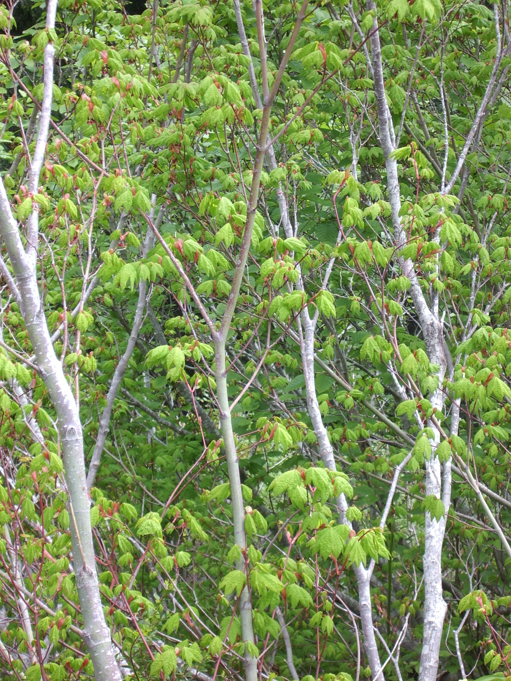 trees on snow lake trail