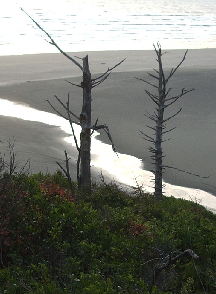 two trees near Washington beach