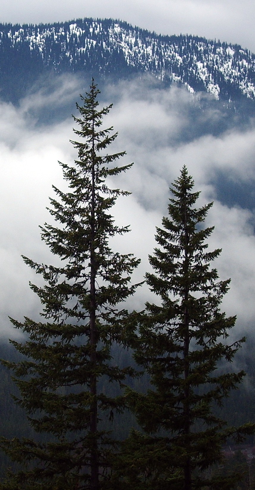 two trees near rainier