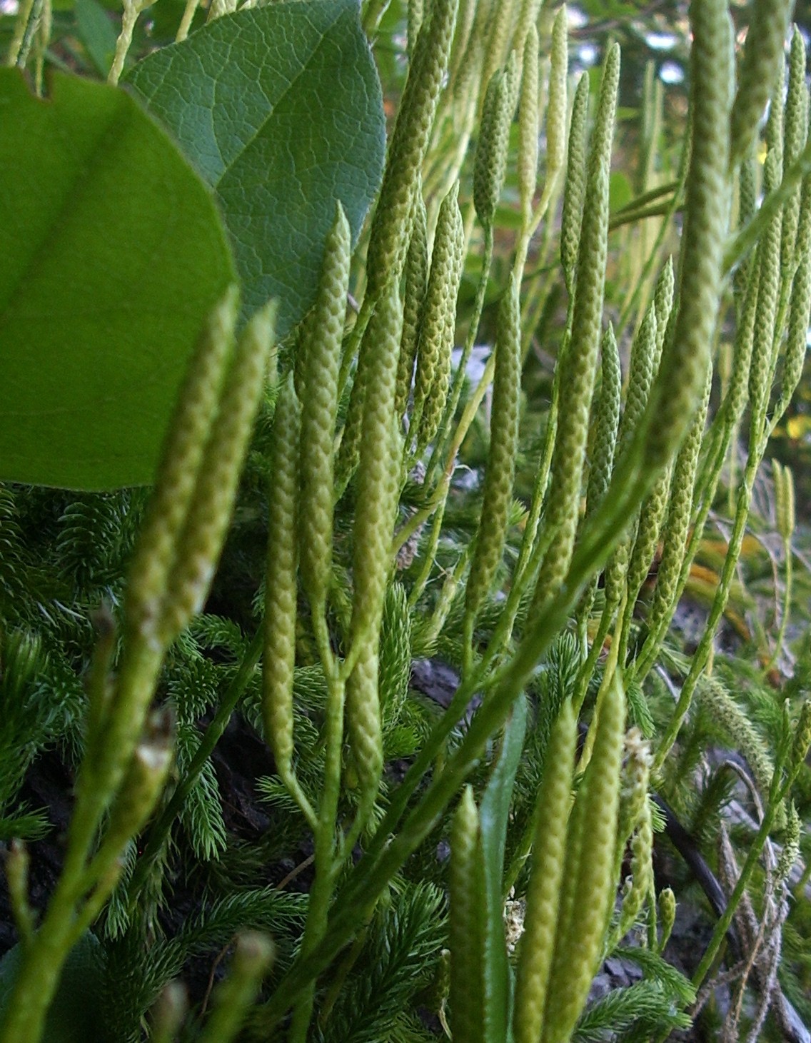 up some hill south of i90