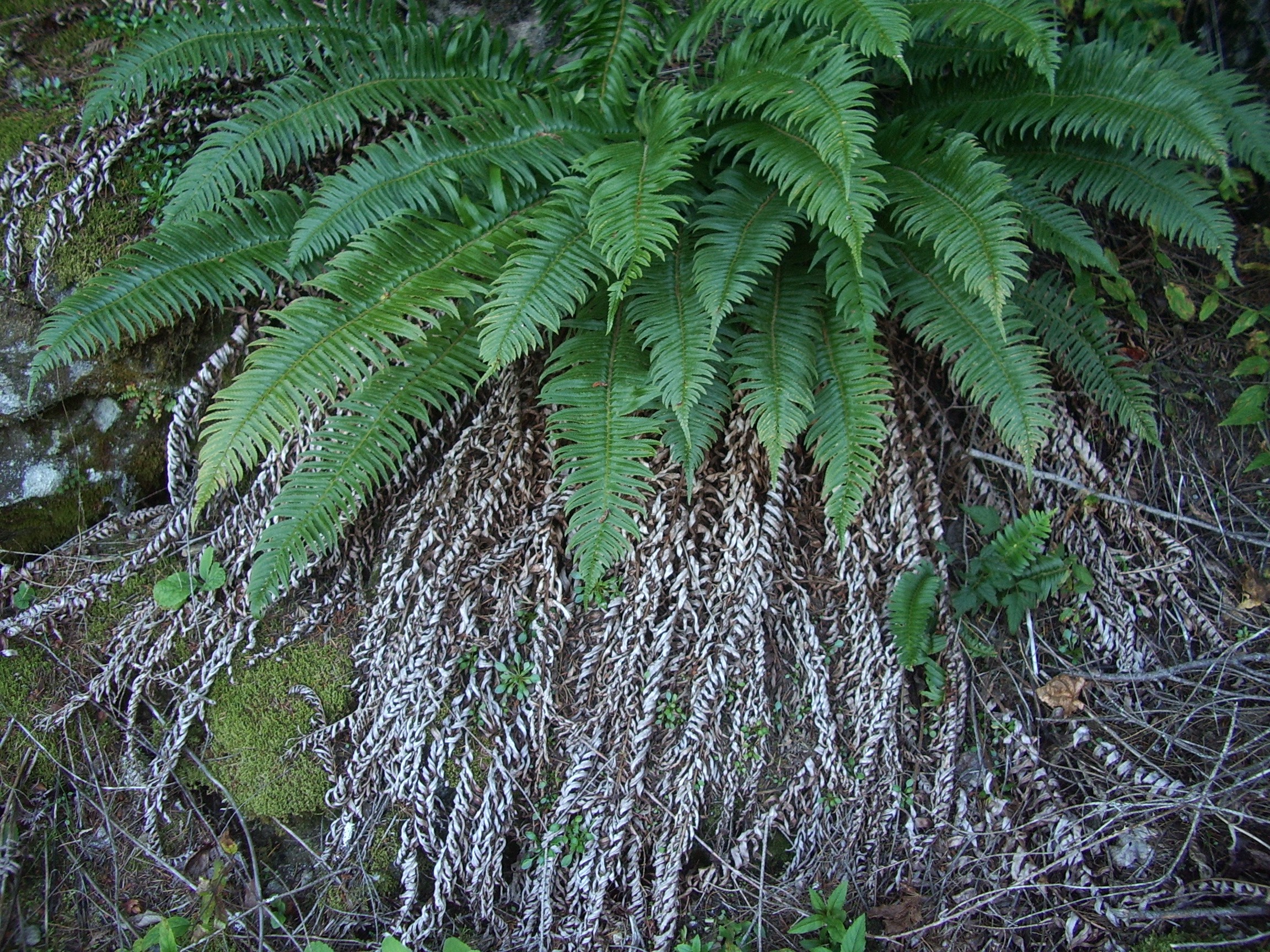 wanted fern dead or alive