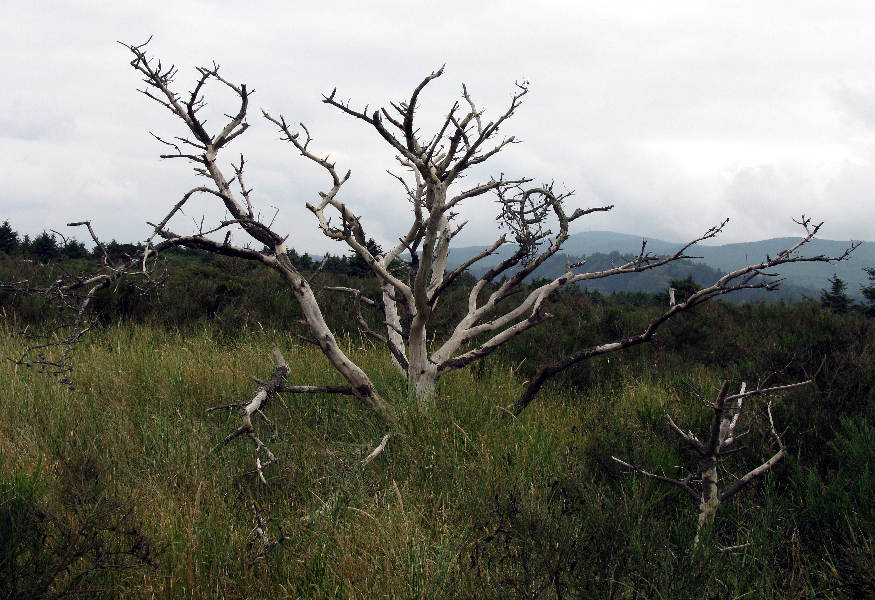 watch Bay Ocean grow