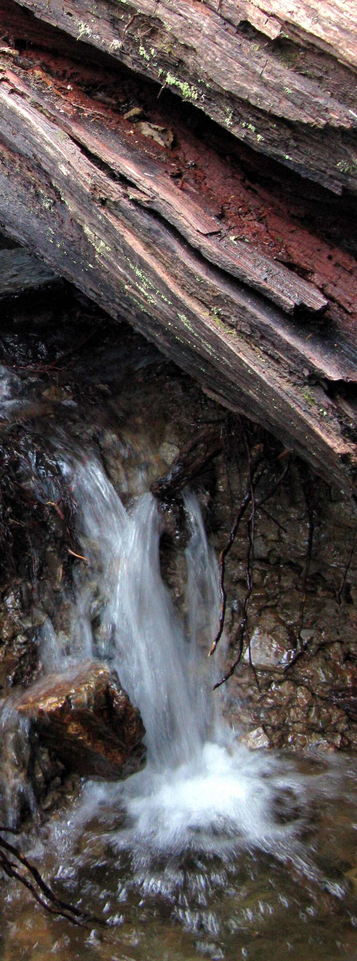 water under a log