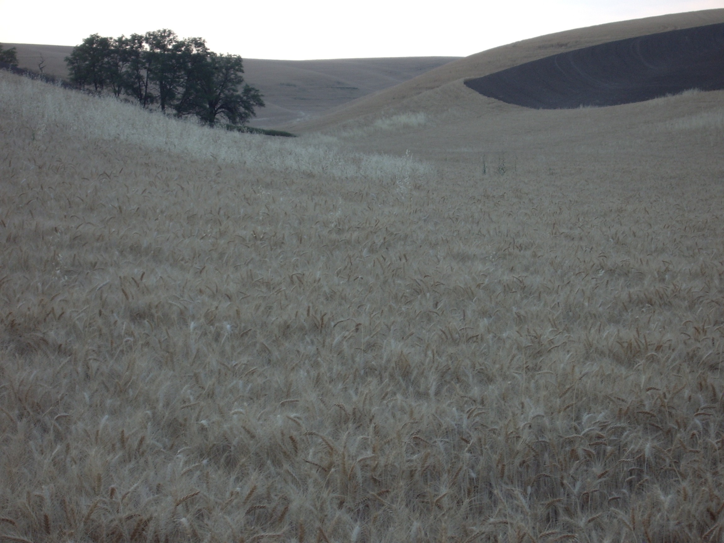 wheat field eastern washington