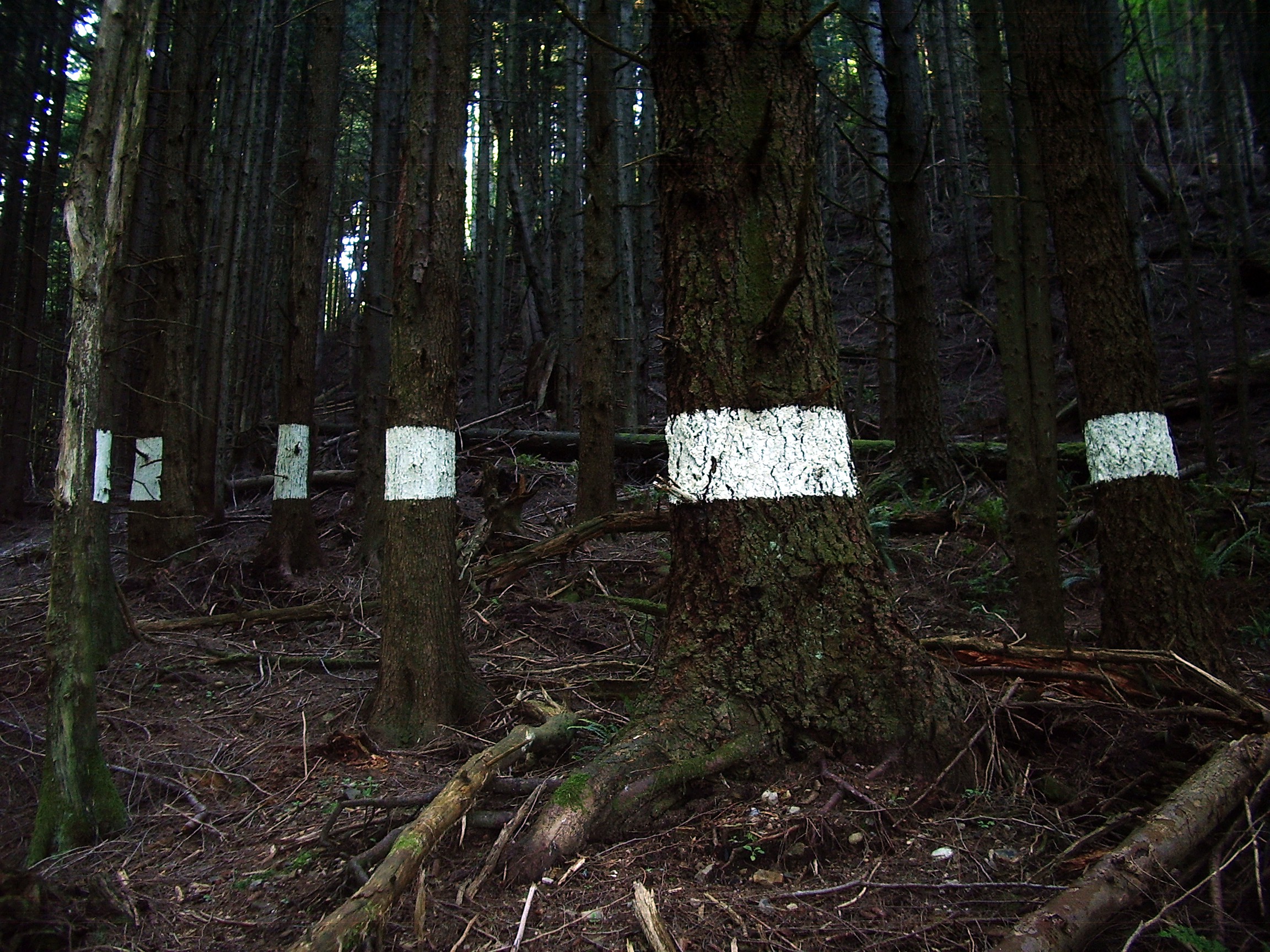 white banded trees