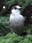 bird at Wagonwheel Lake