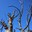 dead tree on Hells Backbone Road