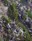 dead tree pattern