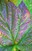 fall weed