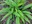 fern