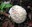 forest golfball