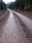 forest road 71311