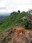 foxy dog on Little Adams Peak