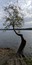 fun tree