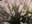 grass
