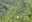 grassy road