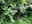 greens from bus moving to yaviza