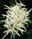 macroscopic plant