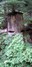 medicine man behind the bush