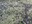 mossy pattern