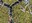 mossy pattern