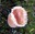 mountain sea anemone