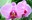 national botanical garden