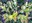 plants ending