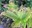 plants ending