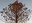 red tree