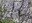rock pattern on Little Adams Peak
