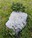 rock tree and green