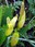 skunk cabbage