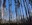 tall trees