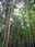 tarzan heaven