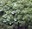 tiger mtn plants