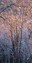 tiger mtn trees