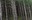 tiger mtn trees